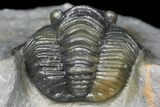 Diademaproetus Trilobite - Ofaten, Morocco #130532-2